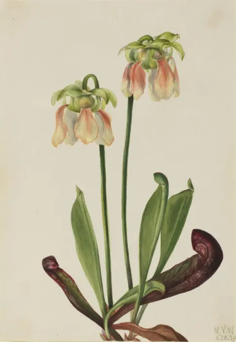 Framed Print : Hybrid Pitcherplant (Sarracenia minor x psittacina), 1930. Creator: Mary Vaux Walcott Framed Print : Hybrid Pitcherplant (Sarracenia minor x psittacina), 1930. Creator: Mary Vaux Walcott