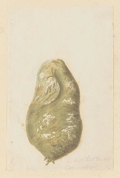 Hydnora africana Thunb. bulb (Jackal-food plant), 1777-1786. Creator: Robert Jacob Gordon