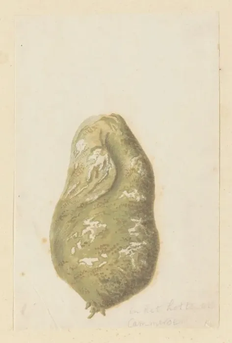 Framed Print : Hydnora africana Thunb. bulb (Jackal-food plant), 1777-1786. Creator: Robert Jacob Gordon Framed Print : Hydnora africana Thunb. bulb (Jackal-food plant), 1777-1786. Creator: Robert Jacob Gordon