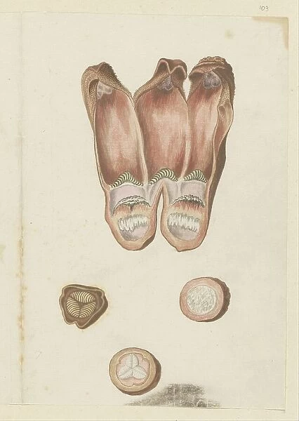 Hydnora africana Thunb. details (Jackal-food plant), 1777-1786. Creator: Robert Jacob Gordon