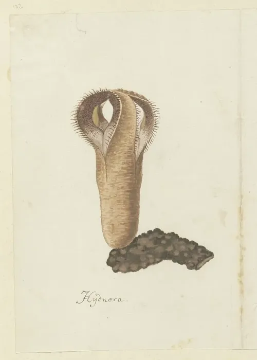 Framed Print : Hydnora africana Thunb. (Jackal-food plant), 1777-1786. Creator: Robert Jacob Gordon Framed Print : Hydnora africana Thunb. (Jackal-food plant), 1777-1786. Creator: Robert Jacob Gordon