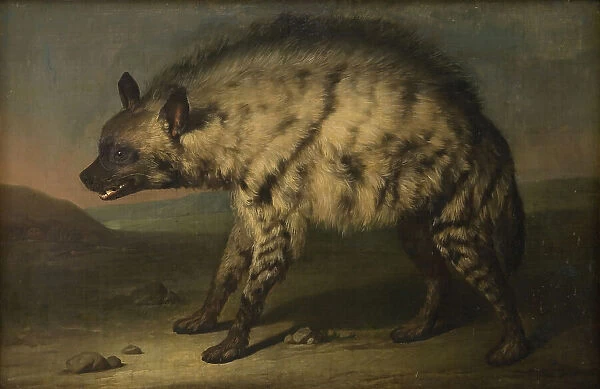 Hyena from the menagerie at Frederiksberg Castle, 1767. Creator: Jens Juel