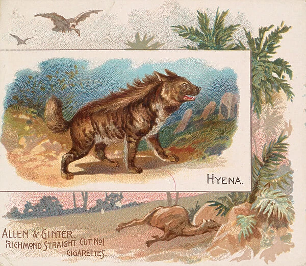 Hyena, from Quadrupeds series (N41) for Allen & Ginter Cigarettes, 1890