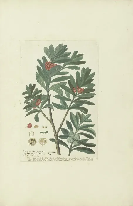 Framed Print : Hyenanche globosa Lam. or Toxicodendrum capense of globosum (Cape wolvegift), in or after c.1780. Creator: Robert Jacob Gordon Framed Print : Hyenanche globosa Lam. or Toxicodendrum capense of globosum (Cape wolvegift), in or after c.1780. Creator: Robert Jacob Gordon