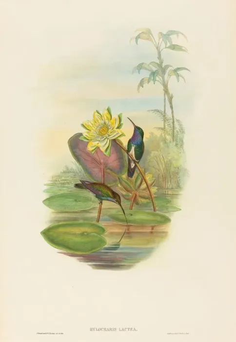 Framed Print : Hylocharis lactea (Sapphire-breasted Emerald). Creators: John Gould Framed Print : Hylocharis lactea (Sapphire-breasted Emerald). Creators: John Gould