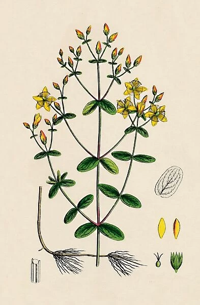 Hypericum Boeticum. Waved-leaved St. Johns Wort, 19th Century