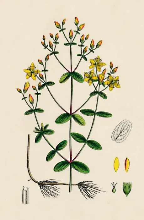 Framed Print : Hypericum Boeticum. Waved-leaved St. Johns Wort, 19th Century Framed Print : Hypericum Boeticum. Waved-leaved St. Johns Wort, 19th Century