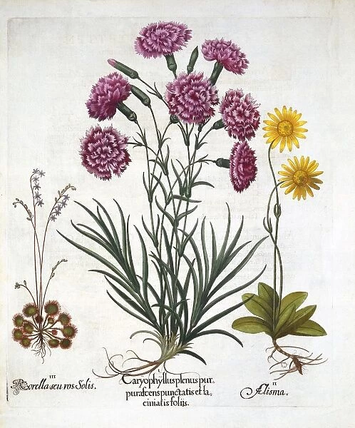 i. Carnation, Dianthius, ii. Arnica & iii. Round Leaved Sundew from Hortus Eystettensis