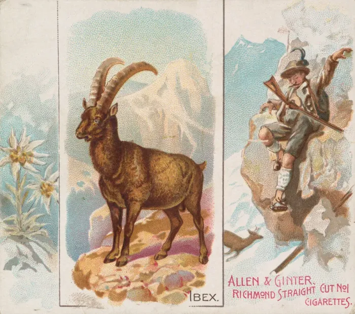 Framed Print : Ibex, from Quadrupeds series (N41) for Allen & Ginter Cigarettes, 1890 Framed Print : Ibex, from Quadrupeds series (N41) for Allen & Ginter Cigarettes, 1890