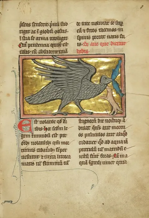 Framed Print : An Ibis with Two Fish in its Beak; De Natura Avium; De Pastoribus et Ovibus, 1277 or after. Creator: Unknown Framed Print : An Ibis with Two Fish in its Beak; De Natura Avium; De Pastoribus et Ovibus, 1277 or after. Creator: Unknown