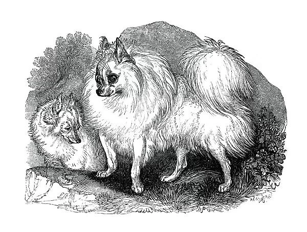 Iceland dog, 1848