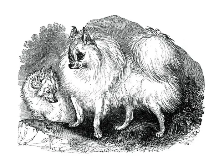 Framed Print : Iceland dog, 1848 Framed Print : Iceland dog, 1848