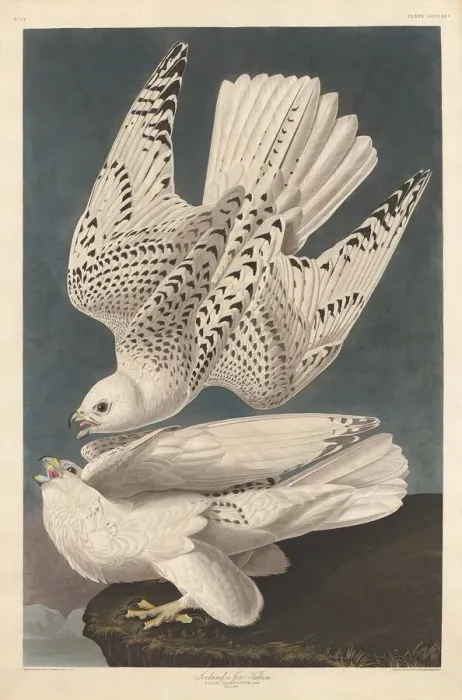 Framed Print : Iceland or Jer Falcon, 1837. Creator: Robert Havell Framed Print : Iceland or Jer Falcon, 1837. Creator: Robert Havell