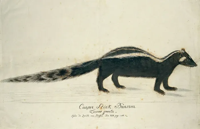 Framed Print : Icotnyx striatus (Striped polecat or Zorille), 1773-1780. Creator: Robert Jacob Gordon Framed Print : Icotnyx striatus (Striped polecat or Zorille), 1773-1780. Creator: Robert Jacob Gordon