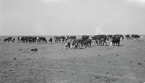 Ideal grazing conditions are afforded by this area if it is properly utilized... Mew Mexico, 1935. Creator: Dorothea Lange