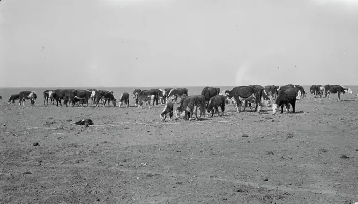 Framed Print : Ideal grazing conditions are afforded by this area if it is properly utilized... Mew Mexico, 1935. Creator: Dorothea Lange Framed Print : Ideal grazing conditions are afforded by this area if it is properly utilized... Mew Mexico, 1935. Creator: Dorothea Lange