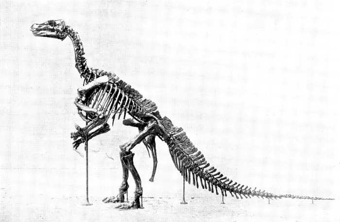 Framed Print : The Iguanodon Skeleton, the original of which is in the Royal Museum at Brussels... 1895. Creator: Unknown Framed Print : The Iguanodon Skeleton, the original of which is in the Royal Museum at Brussels... 1895. Creator: Unknown