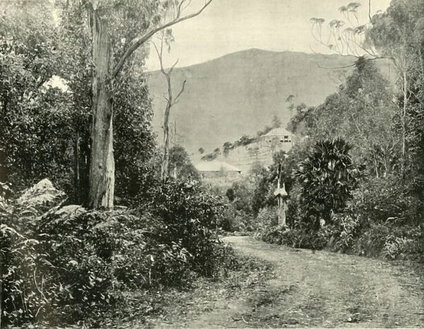 On the Illawarra Road, N. S. W. 1901. Creator: Unknown