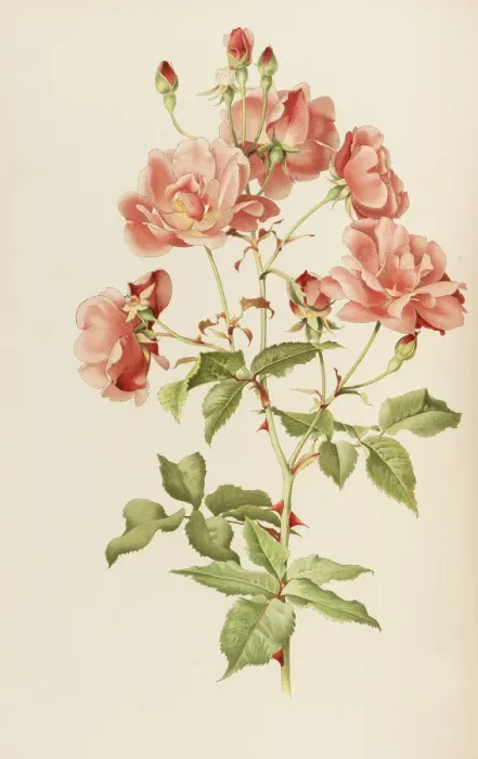 Framed Print : Illustration from The genus rosa by Ellen Willmott, 1914 Framed Print : Illustration from The genus rosa by Ellen Willmott, 1914