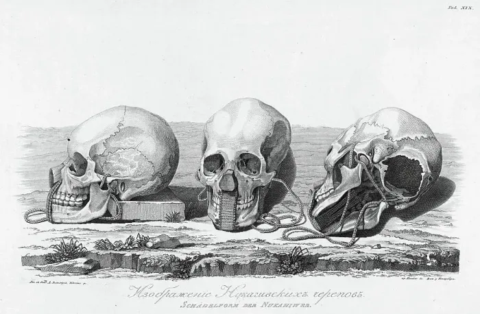 Framed Print : Illustration of Nukagiva Skulls, 1813. Creator: Unknown Framed Print : Illustration of Nukagiva Skulls, 1813. Creator: Unknown