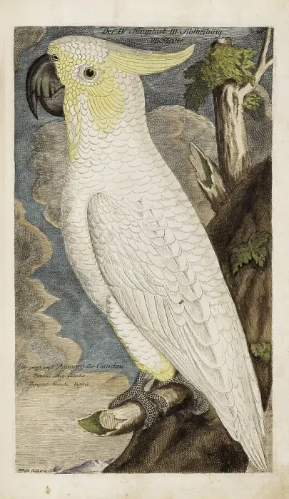 Framed Print : Illustration from Ornithology - Presentation of the birds by Johann Leonhard Frisch, 1733. Creator: Frisch, Johann Leonhard (1666-1743). Illustration from Ornithology - Presentation of the birds by Johann Leonhard Frisch, 1733 Framed Print : Illustration from Ornithology - Presentation of the birds by Johann Leonhard Frisch, 1733. Creator: Frisch, Johann Leonhard (1666-1743). Illustration from Ornithology - Presentation of the birds by Johann Leonhard Frisch, 1733