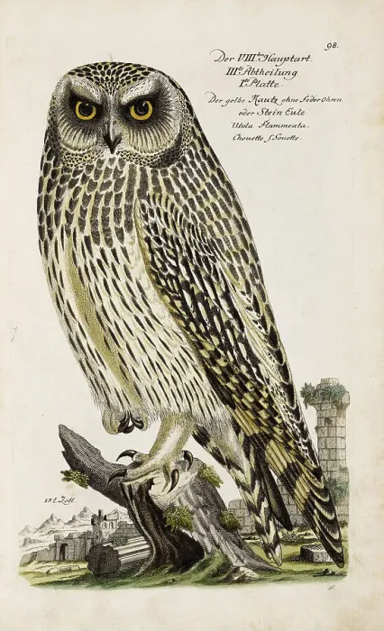 Framed Print : Illustration from Ornithology - Presentation of the birds by Johann Leonhard Frisch, 1733. Creator: Frisch, Johann Leonhard (1666-1743). Illustration from Ornithology - Presentation of the birds by Johann Leonhard Frisch, 1733 Framed Print : Illustration from Ornithology - Presentation of the birds by Johann Leonhard Frisch, 1733. Creator: Frisch, Johann Leonhard (1666-1743). Illustration from Ornithology - Presentation of the birds by Johann Leonhard Frisch, 1733