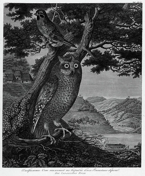 Illustration of an Owl Caught on the Ship Near the Japanese Shore, 1813. Creator: Unknown
