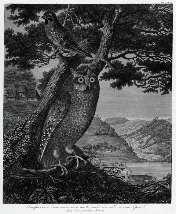 Framed Print : Illustration of an Owl Caught on the Ship Near the Japanese Shore, 1813. Creator: Unknown Framed Print : Illustration of an Owl Caught on the Ship Near the Japanese Shore, 1813. Creator: Unknown