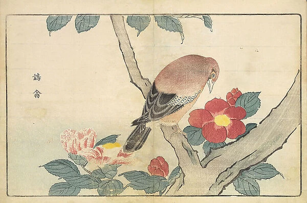 Illustration from 'Pictures of Imported Birds', 1790. Creator: Kitao, Masayoshi (1764-1824). Illustration from 'Pictures of Imported Birds', 1790. Creator: Kitao, Masayoshi (1764-1824)