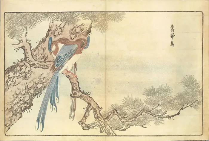 Framed Print : Illustration from Pictures of Imported Birds, 1790. Creator: Kitao, Masayoshi (1764-1824). Illustration from Pictures of Imported Birds, 1790. Creator: Kitao, Masayoshi (1764-1824) Framed Print : Illustration from Pictures of Imported Birds, 1790. Creator: Kitao, Masayoshi (1764-1824). Illustration from Pictures of Imported Birds, 1790. Creator: Kitao, Masayoshi (1764-1824)
