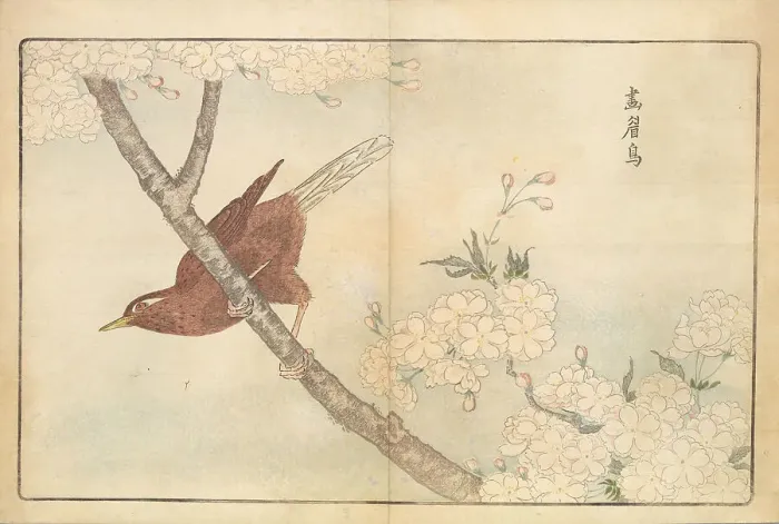 Framed Print : Illustration from Pictures of Imported Birds, 1790. Creator: Kitao, Masayoshi (1764-1824). Illustration from Pictures of Imported Birds, 1790. Creator: Kitao, Masayoshi (1764-1824) Framed Print : Illustration from Pictures of Imported Birds, 1790. Creator: Kitao, Masayoshi (1764-1824). Illustration from Pictures of Imported Birds, 1790. Creator: Kitao, Masayoshi (1764-1824)
