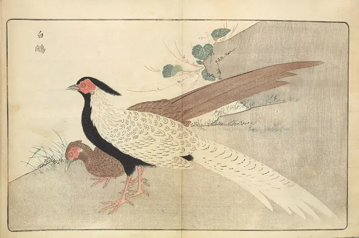 Framed Print : Illustration from Pictures of Imported Birds, 1790. Creator: Kitao, Masayoshi (1764-1824). Illustration from Pictures of Imported Birds, 1790. Creator: Kitao, Masayoshi (1764-1824) Framed Print : Illustration from Pictures of Imported Birds, 1790. Creator: Kitao, Masayoshi (1764-1824). Illustration from Pictures of Imported Birds, 1790. Creator: Kitao, Masayoshi (1764-1824)