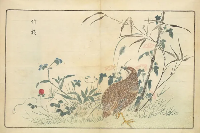 Framed Print : Illustration from Pictures of Imported Birds, 1790. Creator: Kitao, Masayoshi (1764-1824). Illustration from Pictures of Imported Birds, 1790. Creator: Kitao, Masayoshi (1764-1824) Framed Print : Illustration from Pictures of Imported Birds, 1790. Creator: Kitao, Masayoshi (1764-1824). Illustration from Pictures of Imported Birds, 1790. Creator: Kitao, Masayoshi (1764-1824)