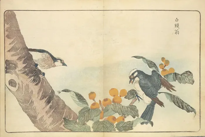 Framed Print : Illustration from Pictures of Imported Birds, 1790. Creator: Kitao, Masayoshi (1764-1824). Illustration from Pictures of Imported Birds, 1790. Creator: Kitao, Masayoshi (1764-1824) Framed Print : Illustration from Pictures of Imported Birds, 1790. Creator: Kitao, Masayoshi (1764-1824). Illustration from Pictures of Imported Birds, 1790. Creator: Kitao, Masayoshi (1764-1824)