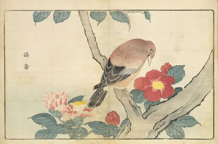Framed Print : Illustration from Pictures of Imported Birds, 1790. Creator: Kitao, Masayoshi (1764-1824). Illustration from Pictures of Imported Birds, 1790. Creator: Kitao, Masayoshi (1764-1824) Framed Print : Illustration from Pictures of Imported Birds, 1790. Creator: Kitao, Masayoshi (1764-1824). Illustration from Pictures of Imported Birds, 1790. Creator: Kitao, Masayoshi (1764-1824)