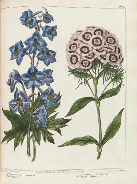 Framed Print : Illustration from Practical Gardening by Alexander McDonald, 1807 Framed Print : Illustration from Practical Gardening by Alexander McDonald, 1807