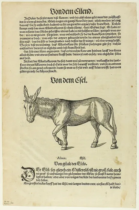 Framed Print : Illustration from Thierbuch, plate 42 from Woodcuts from Books of the XVI Century...1937. Creators: Hans Asper, Max Geisberg. Illustration from Thierbuch, plate 42 from Woodcuts from Books of the XVI Century...1937 Framed Print : Illustration from Thierbuch, plate 42 from Woodcuts from Books of the XVI Century...1937. Creators: Hans Asper, Max Geisberg. Illustration from Thierbuch, plate 42 from Woodcuts from Books of the XVI Century...1937