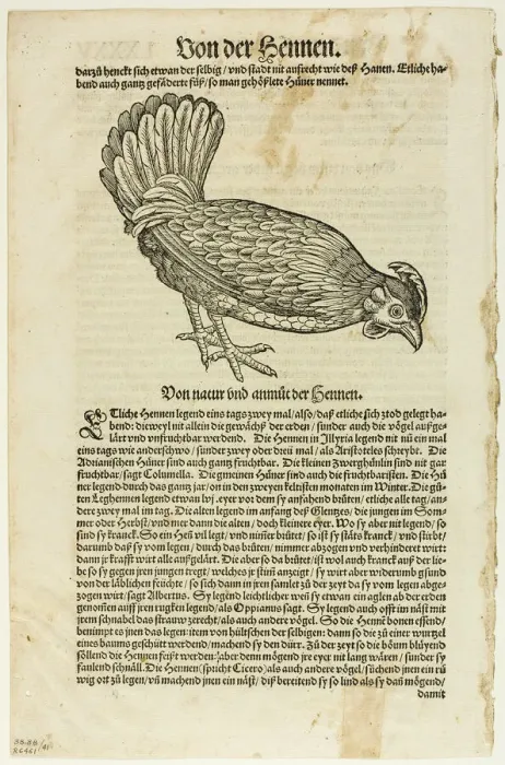Framed Print : Illustration from Vogelbuch, plate 41 from Woodcuts from Books of the XVI Century... 1937. Creators: Unknown, Max Geisberg Framed Print : Illustration from Vogelbuch, plate 41 from Woodcuts from Books of the XVI Century... 1937. Creators: Unknown, Max Geisberg