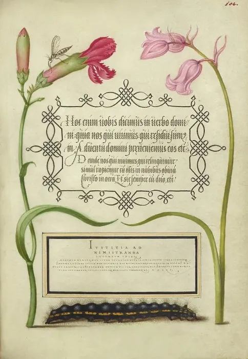 Framed Print : Imaginary Insect, Carnation, Bluebell, and Saturnid Caterpillar, 1561-2; illumination added 1591-6. Creator: Joris Hoefnagel Framed Print : Imaginary Insect, Carnation, Bluebell, and Saturnid Caterpillar, 1561-2; illumination added 1591-6. Creator: Joris Hoefnagel