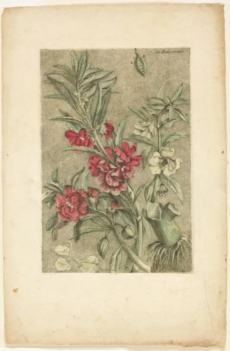 Framed Print : Impatiens, from Collection des plantes usuelles, curieuses, et etrangeres, 1767. Creator: Jacques Fabian Gautier Dagoty Framed Print : Impatiens, from Collection des plantes usuelles, curieuses, et etrangeres, 1767. Creator: Jacques Fabian Gautier Dagoty