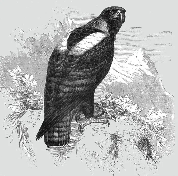Framed Print : The Imperial Eagle; A Naturalist's Ride in the Atlas Mountains, 1875. Creator: Unknown Framed Print : The Imperial Eagle; A Naturalist's Ride in the Atlas Mountains, 1875. Creator: Unknown
