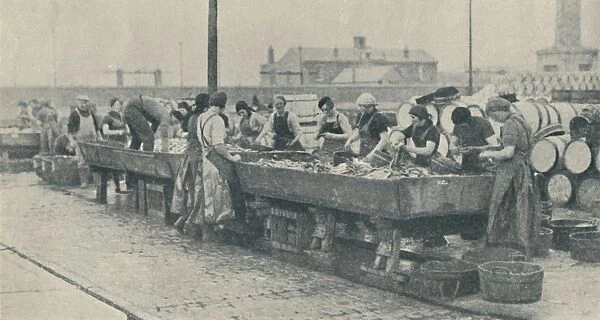 An Important Part of the Industry. Scottish girls busy gutting at Yarmouth, 1937