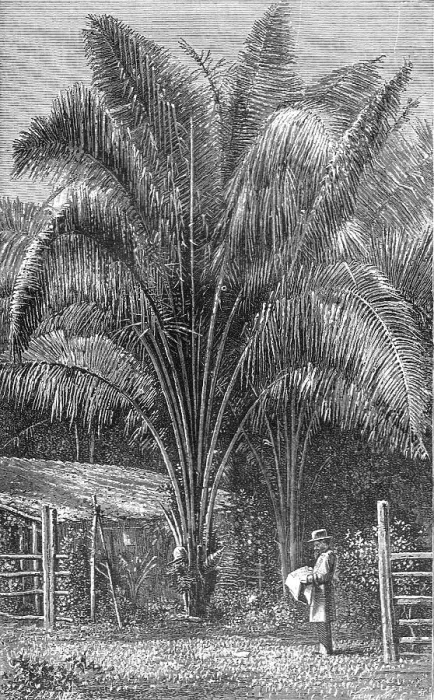 Framed Print : The Inaja Palm; The Palms of Tropical America, 1875. Creator: Unknown Framed Print : The Inaja Palm; The Palms of Tropical America, 1875. Creator: Unknown