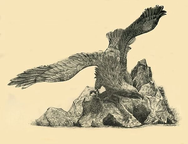 Incense burner in the form of an eagle, c1860, (1881). Creator: J. I. Williamson