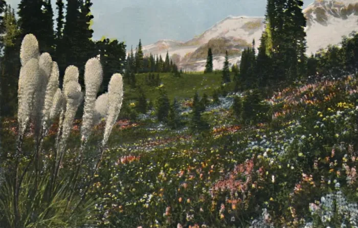 Framed Print : Indian Basket Grass growing in Mount Rainier National Park, c1916. Artist: Asahel Curtis Framed Print : Indian Basket Grass growing in Mount Rainier National Park, c1916. Artist: Asahel Curtis