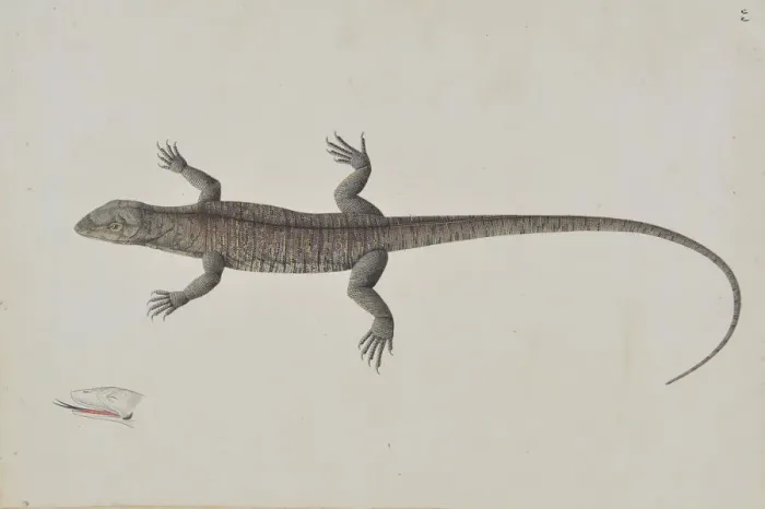 Framed Print : An Indian Bish-Khopra Lizard, ca. 1790. Creator: Unknown Framed Print : An Indian Bish-Khopra Lizard, ca. 1790. Creator: Unknown