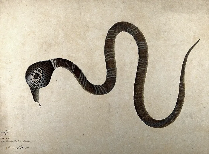 Framed Print : Indian cobra, with monocle marking on hood, 1782. Creator: Bhawani Das. Indian cobra, with monocle marking on hood, 1782. Creator: Bhawani Das Framed Print : Indian cobra, with monocle marking on hood, 1782. Creator: Bhawani Das. Indian cobra, with monocle marking on hood, 1782. Creator: Bhawani Das