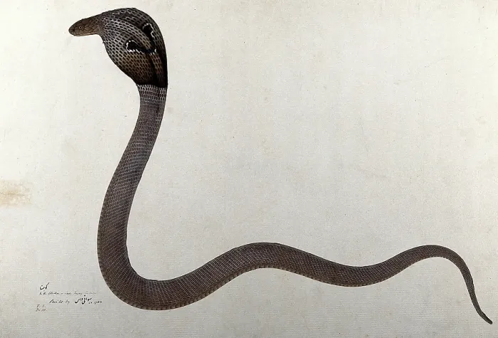 Framed Print : Indian cobra, with spectacle marking on hood, 1782. Creator: Bhawani Das. Indian cobra, with spectacle marking on hood, 1782. Creator: Bhawani Das Framed Print : Indian cobra, with spectacle marking on hood, 1782. Creator: Bhawani Das. Indian cobra, with spectacle marking on hood, 1782. Creator: Bhawani Das