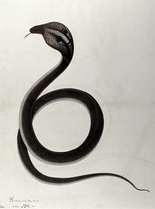 Framed Print : Indian cobra, with spectacle marking on hood, 1782. Creator: Unknown. Indian cobra, with spectacle marking on hood, 1782. Creator: Unknown Framed Print : Indian cobra, with spectacle marking on hood, 1782. Creator: Unknown. Indian cobra, with spectacle marking on hood, 1782. Creator: Unknown