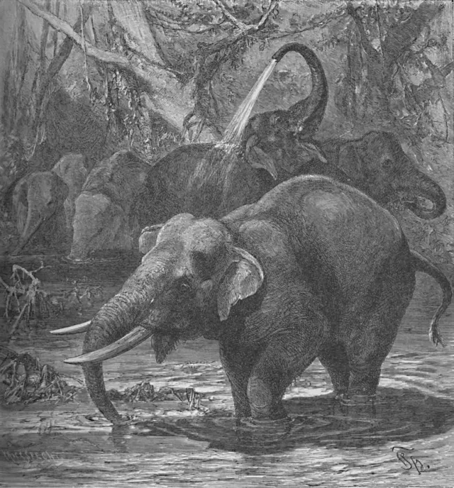 Framed Print : Indian Elephants Bathing, c1900. Artist: Helena J. Maguire Framed Print : Indian Elephants Bathing, c1900. Artist: Helena J. Maguire